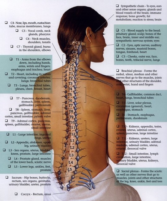 Chiropractic Spinal Nerve Chart