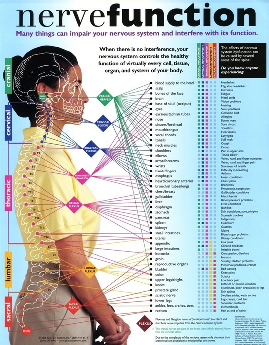 Spine And Nerve Chart